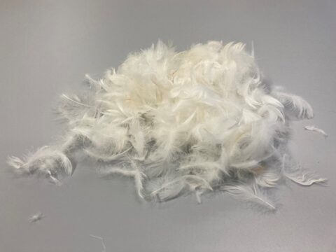 Lijm gemaakt van veren