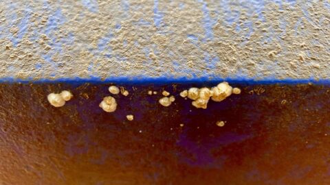 Biologisch afbreekbare coatings voor schone zeeën