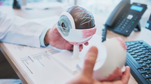 Netvlies-op-een-chip kan onderzoek naar oogziekten ondersteunen